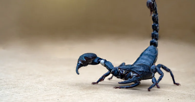 “Zəhərlər, radioaktiv izotoplar və süni zəkaya əsaslanan müalicə: xərçəngə qarşı yeni döyüş“ “Science Daily“