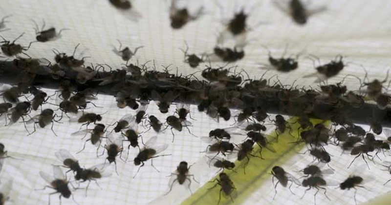 Нашествие мух в бакинских поселках: кто в ответе и что делать? видео