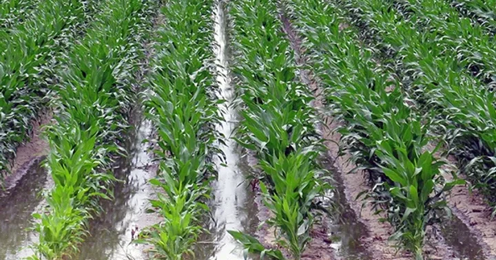 Meliorasiya və baytarlıq tədbirlərinə 709 milyon manat ayrılacaq