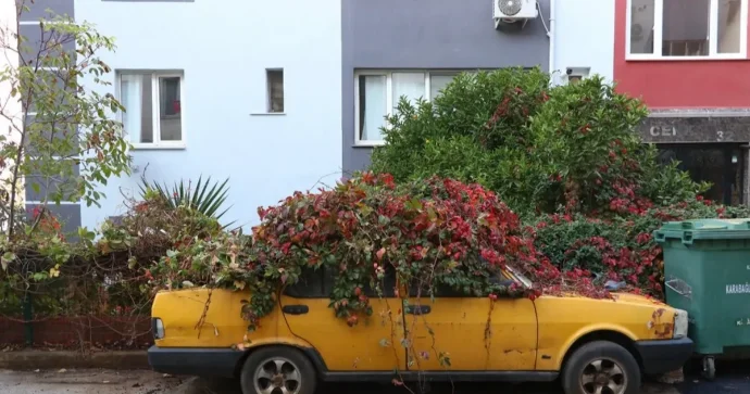 Sahibsiz qalan taksi maşınının üstünü sarmaşıq örtüb VİDEO