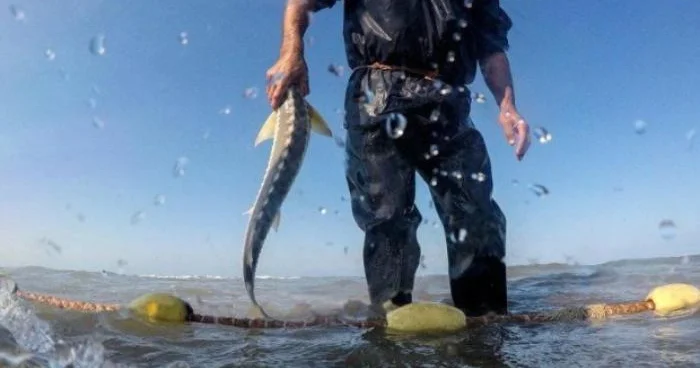 Nərə balıqları satanlar saxlanıldı