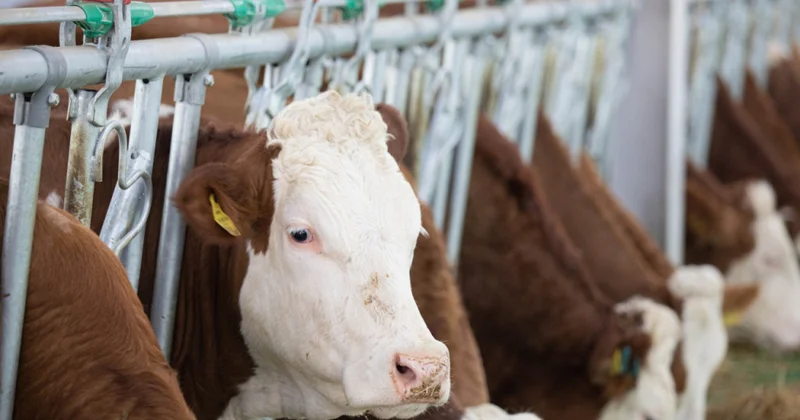 AQTA: Ölkədə 824 min 599 heyvan identifikasiya edilib