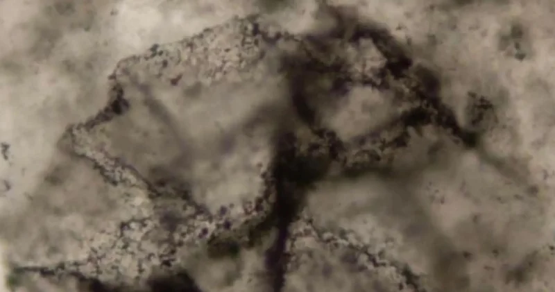 3 milyard ildən qədim qayalarda həyat izləri tapıldı