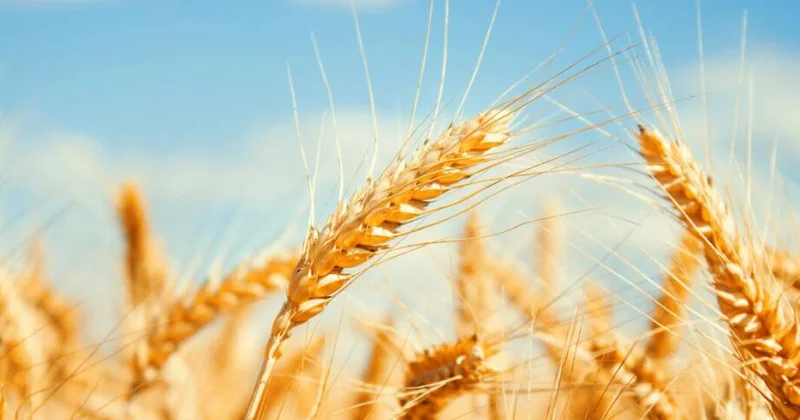 Поставки зерна из Казахстана в Азербайджан растут