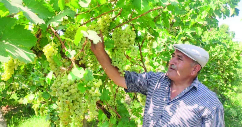 Çalxanqalanın “Dərələyəz” nişanlı məhsulları