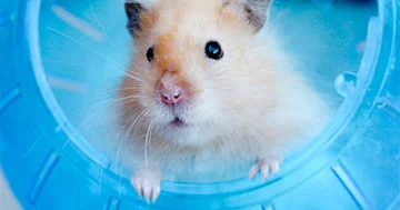 Onlar stress səviyyəsini azaldır..?