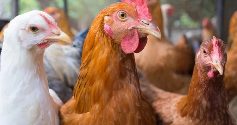 H5N1 dən sonra H5N5 qorxusu: Quş qripi virusundakı protein dəyişikliyi nə deməkdir?