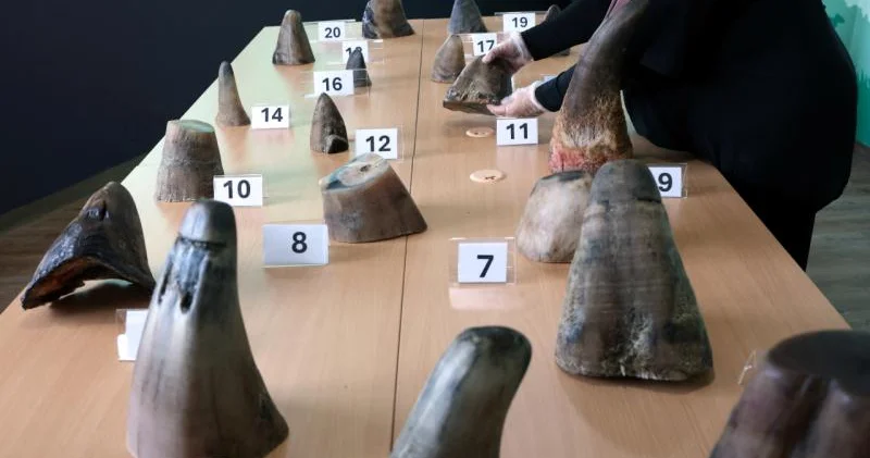 Sinqapur hava limanında kərgədan buynuzları müsadirə edilib 800.000 dollar dəyərində