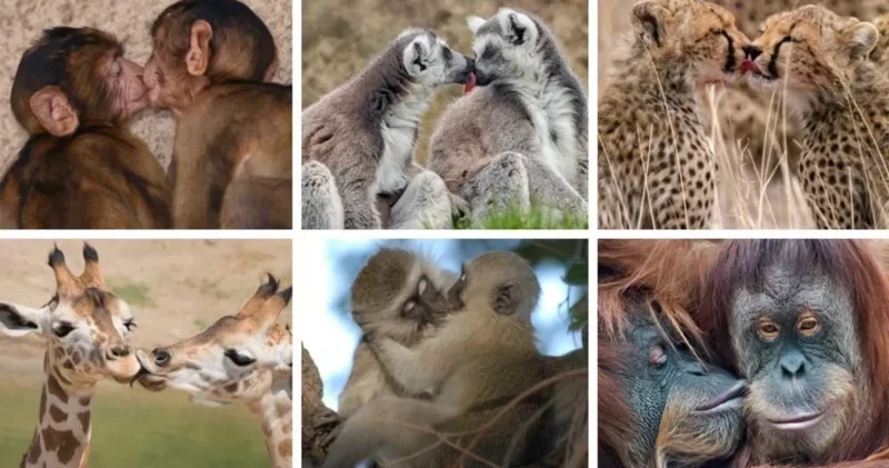 Исследование: поцелуи существовали у людей и обезьян задолго до Homo sapiens