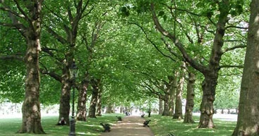 Несчастный случай в бакинском парке