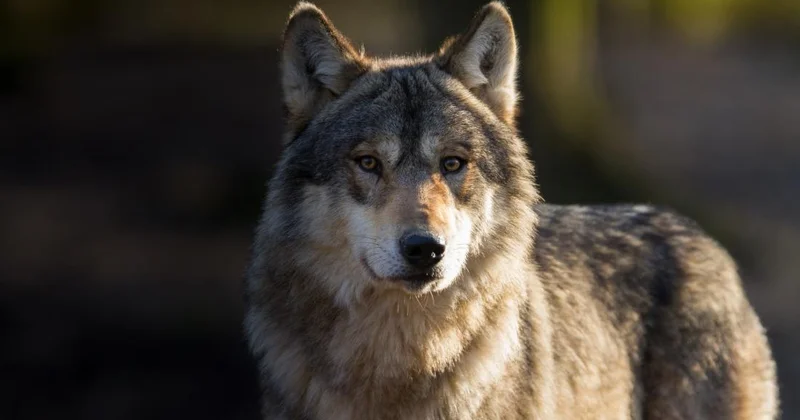 Ученые сняли на ВИДЕО редкое поведение волка