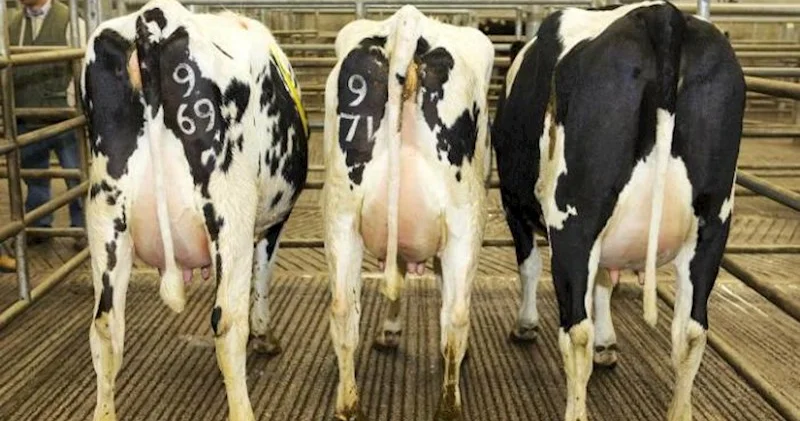 9 ayda Azərbaycana 362 min baş mal qara və qoyun gətirilib Ölkələr və qiymətlər