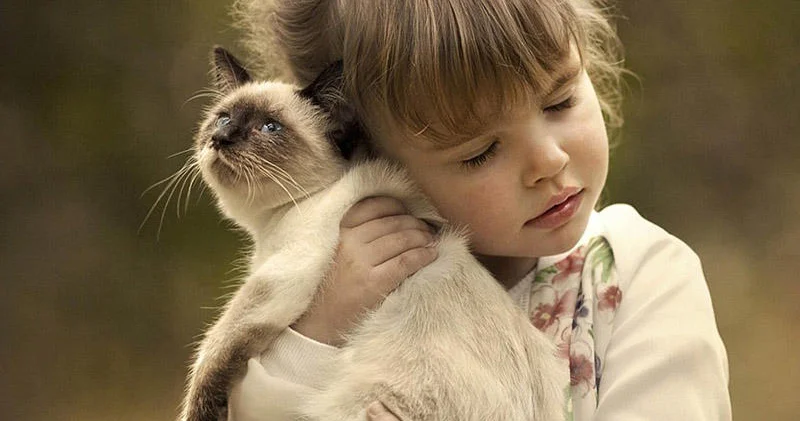 Bu 3 Bürc pişiklərlə eyni enerjidən qidalanırlar