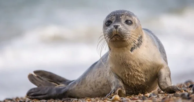 Mərkəz: Xəzərdə suiti ölümləri norma daxilindədir