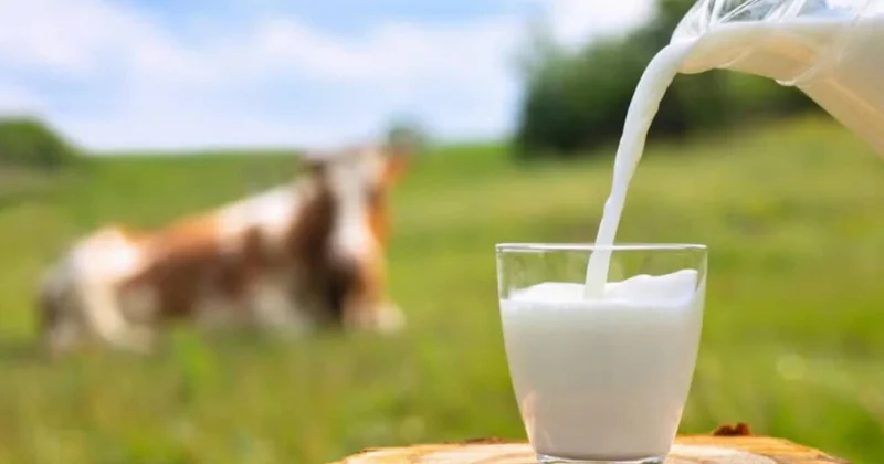 Dabaq xəstəliyi kənd süd satışına necə təsir etdi? AÇIQLAMA