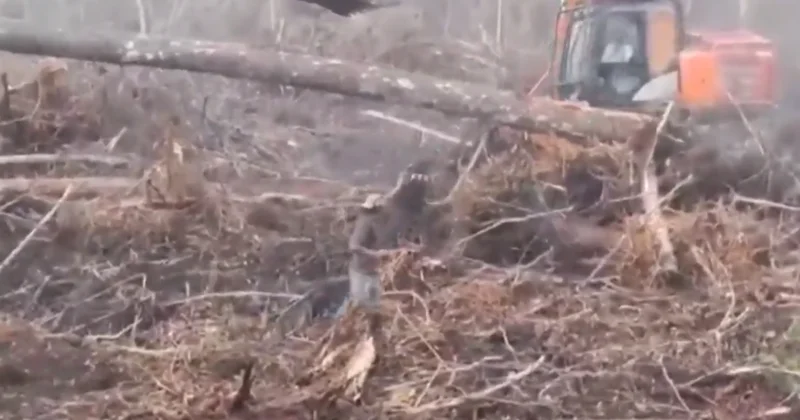 Орангутанг, пытавшийся спасти лес, снова в центре внимания ВИДЕО