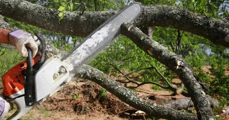 Dörd rayonda təbiətə 300 min manata yaxın ziyan vurulub