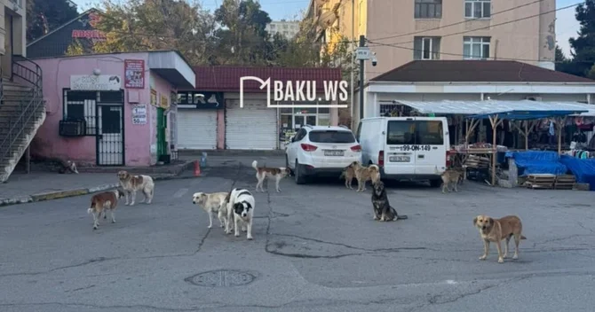 Məktəbin qarşısındakı 11 küçə iti QORXU YAŞATDI