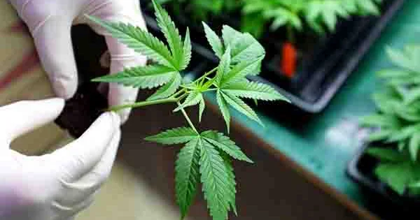 Tramp ABŞ da marixuana istifadəsinə qoyulan məhdudiyyətləri yumşaldıb