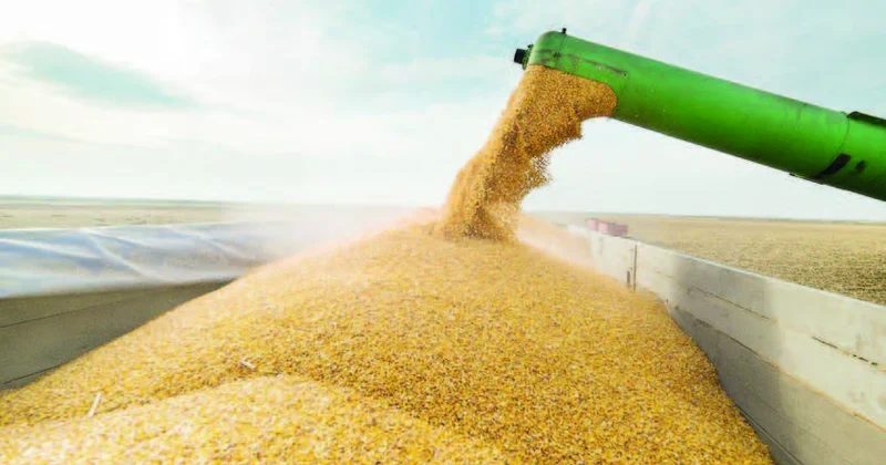 Muğan torpağı bol taxıl yetişdirib