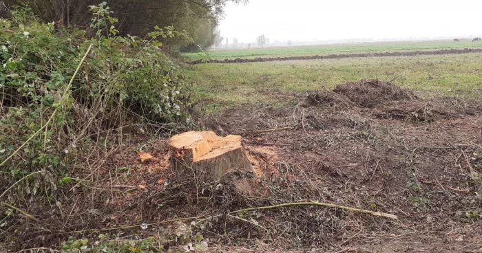 Yaşıllıqlara 297 min manat ziyan dəyib