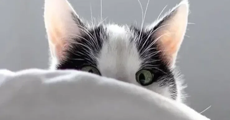 Pişiyinizə qətiyyən bunları verməyin