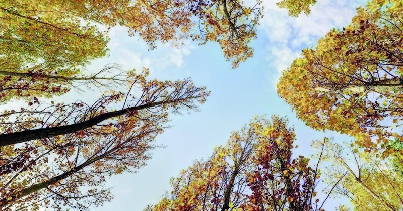 Payızın yağmursuz son cüməsi