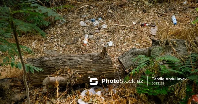 Dövlət Ekoloji Təhlükəsizlik Xidməti: Ağacların qanunsuz kəsilməsi nəticəsində təbiətə 297 min manatlıq ziyan dəyib