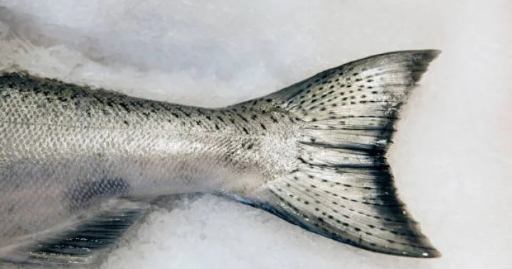 Balıq ehtiyatlarının bərpası üçün Xəzərə və daxili su hövzələrinə 17 35 milyon ədəd körpə balıq buraxmağa ehtiyac var