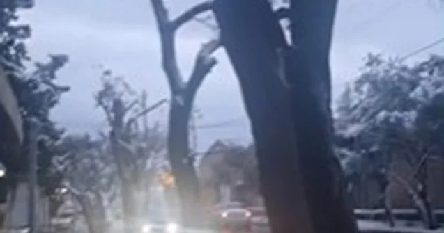 Sumqayıt, Quba, Ağdam və İsmayıllıda yaşıllıqları qırıblar