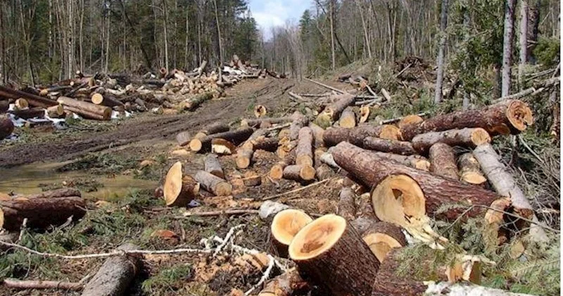 Dörd rayonda yaşıllıqlar qanunsuz kəsildi − Təbiətə 300 minlik ziyan dəydi