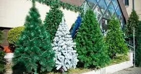 Yeni İl şam ağacları xəstəlik yayır? XƏBƏRDARLIQ