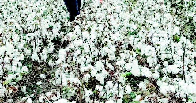 “Ağ qızıl” Tərtərə ağ günlər gətirir