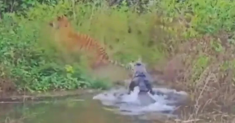 Тигр чудом избежал нападения крокодила ВИДЕО