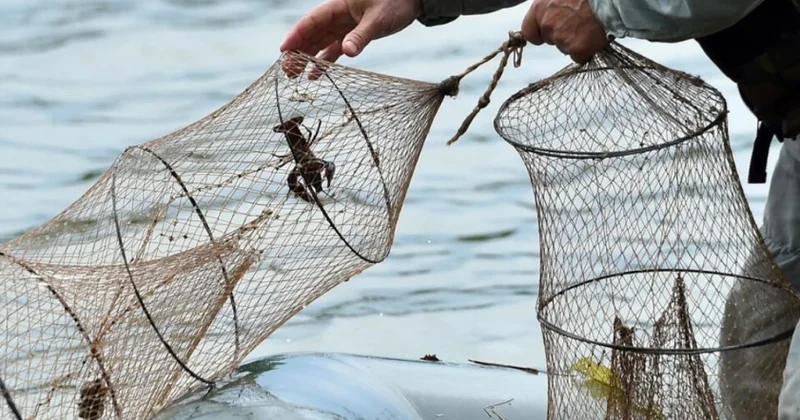 Qanunsuz balıq ovuna qarşı nəzarət gücləndirilib