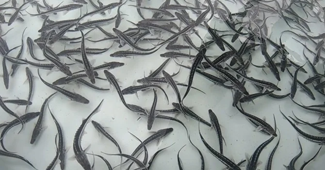 Azərbaycanda su hövzələrinə bu qədər balıq buraxılıb RƏSMİ