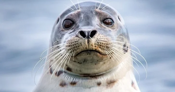 Климатические и экологические факторы угрожают каспийским тюленям Минсельхоз Азербайджана