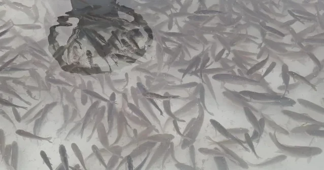 Миллионы мальков против экологического кризиса: стратегия Азербайджана на 2025 2028 годы