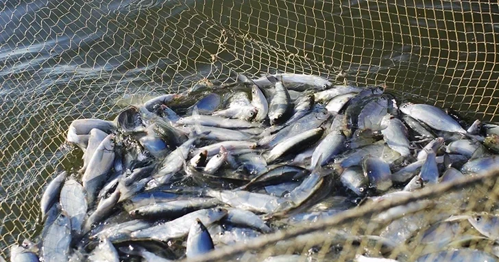 Каспийская добыча: в Азербайджане освоено менее половины годовой квоты на вылов рыбы