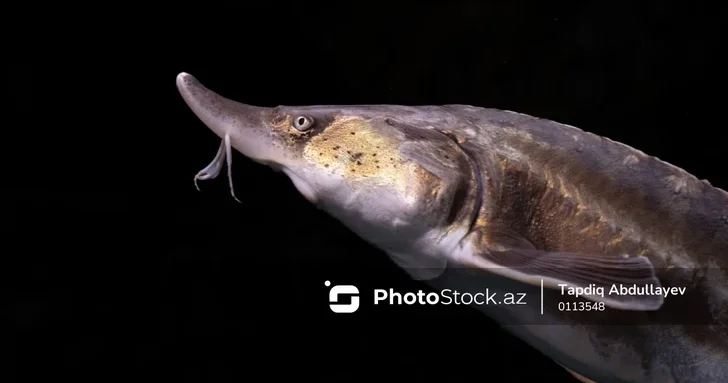 Рыбоводство Азербайджана на пути к получению сельскохозяйственного статуса