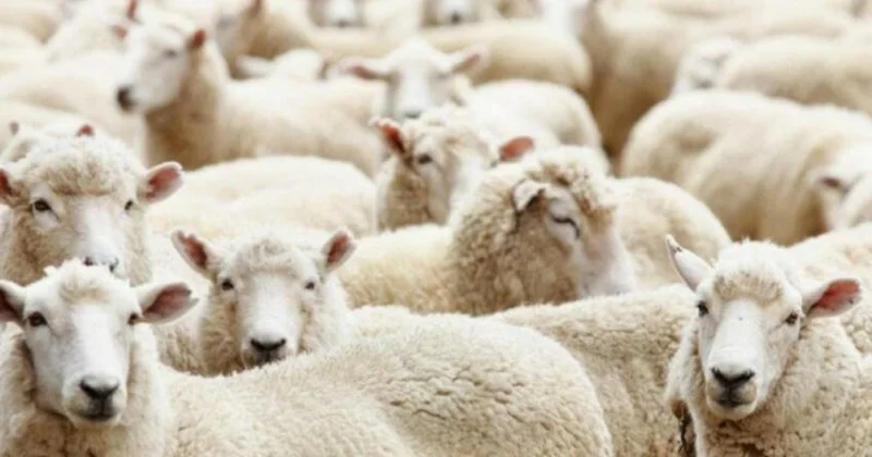 Somalidən gətirilən ət satış üçün deyilmiş AQTA dan AÇIQLAMA