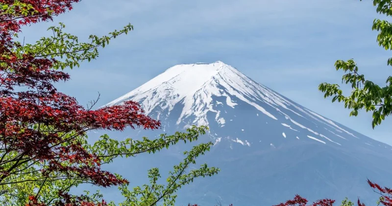 Ağacların qəribə davranışı alimlərə vulkanları izləməyə kömək edə bilər