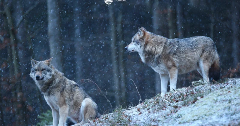 Vəhşi heyvan hücumları ilə bağlı fermerlərə çağırış edildi