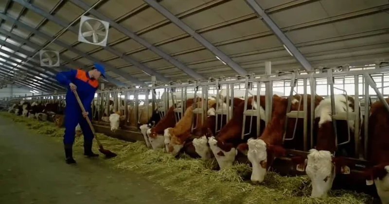 Fermerlərin “bazarı bağlanıb”: Tövləyə də icazə gəlir