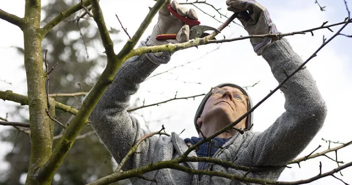 Meyvə ağaclarında məhsulu necə artırmaq olar?