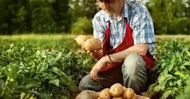Əkin biçin işi həyata keçirən fermer onun satışı məsələsini də təşkil etməlidir Ekspert