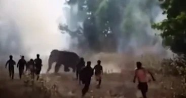 В Индии слон убил свыше 20 человек ВИДЕО