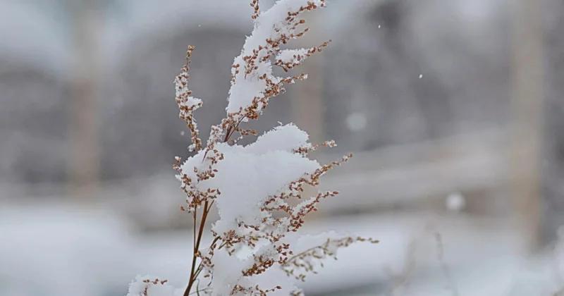 Мокрый снег, снег, мороз в Азербайджане