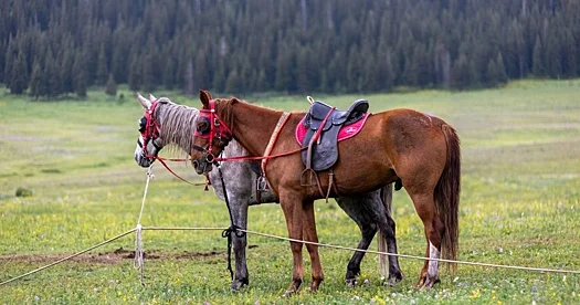 Çində atlara qulluq edilməsi ilə bağlı qədim təlimatlar aşkar edilib...