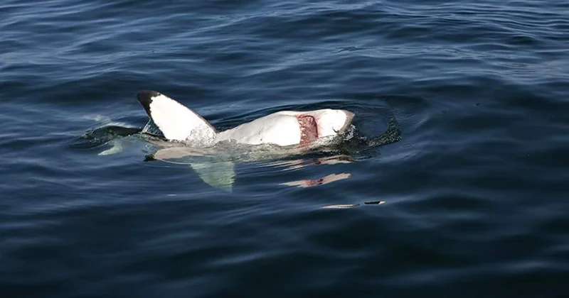 Sidneydə köpəkbalığı hücumları hökuməti sərt addımlar atmağa məcbur etdi